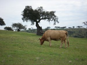 Paisaje Valverde de Burguillos
